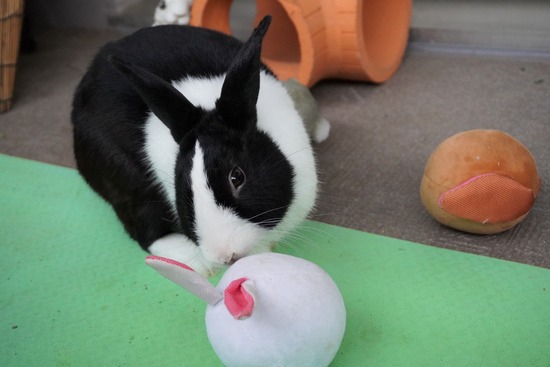 20230429げんDSC06989