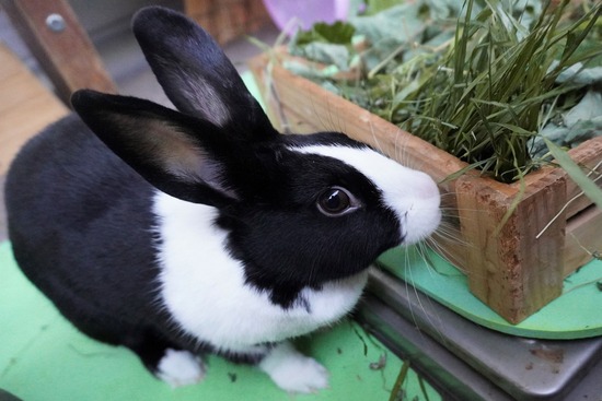 20260429みるDSC06846