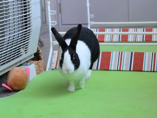 210920 koma DSC_2430 (2)