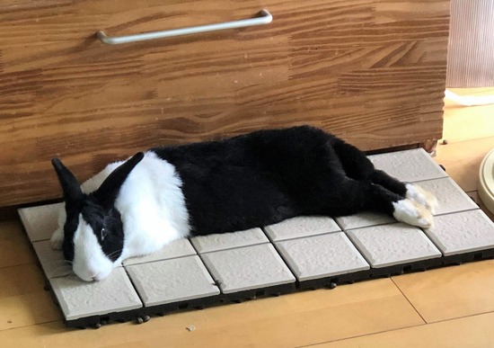 294777516_596801868719432_9075318569266739393_n