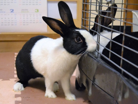 210723 こまDSC_0121 (2)