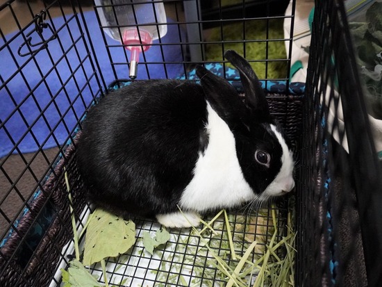 221127プーリDSC03852 (2)