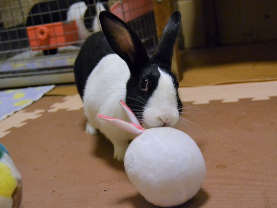 210815 たまDSC_2099 (2)