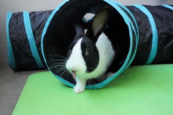 220129クッキーDSC04183 (2)