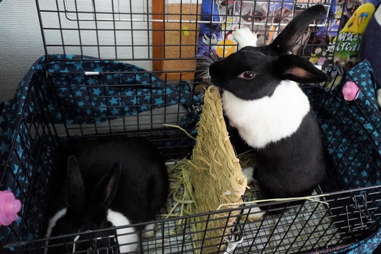 220903くろみつDSC09297 (2)