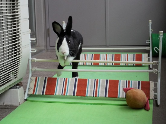 220417ビスケDSC01340 (2)