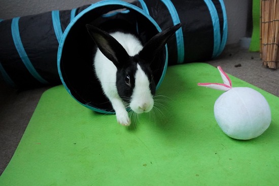 220213komaDSC06689 (2)