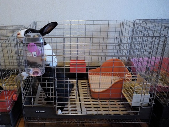 220904もなかDSC09476 (2)