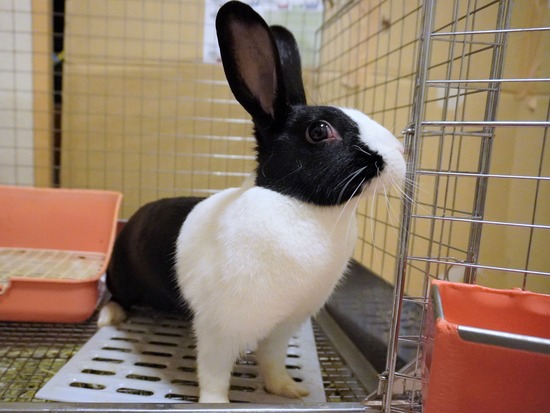 220827きなこDSC08965 (2)