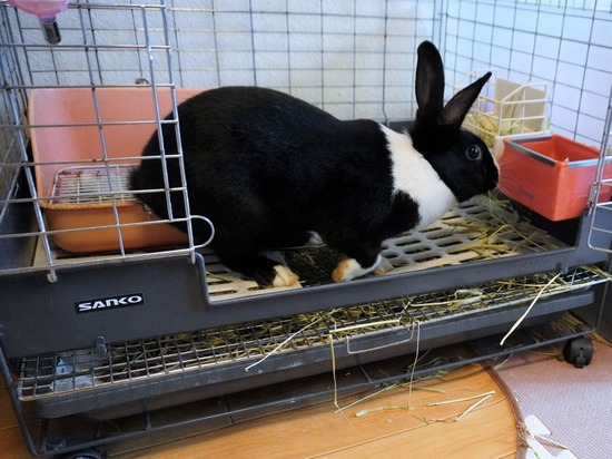 220904もなかDSC09331 (2)