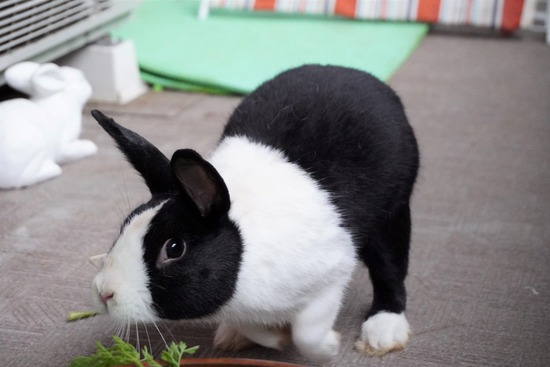 20230611げんDSC01198