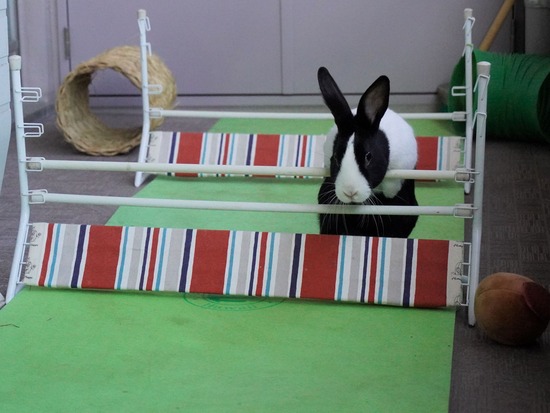 220129クッキーDSC04210 (2)