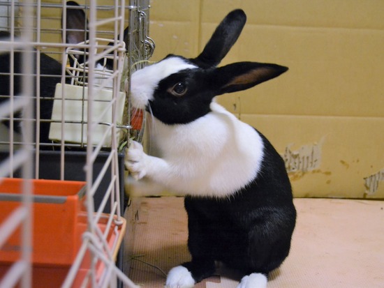 210815 こまDSC_2221 (2)