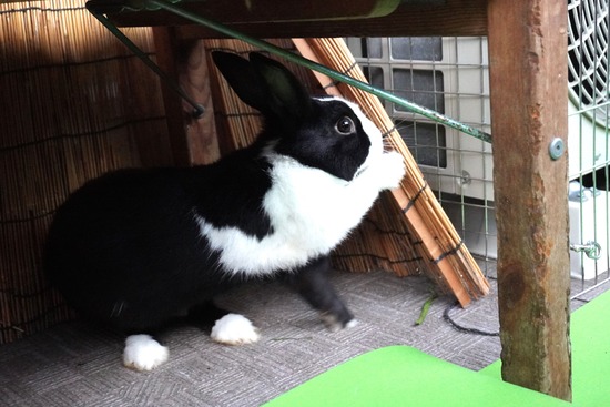 20,231,001こんDSC03524