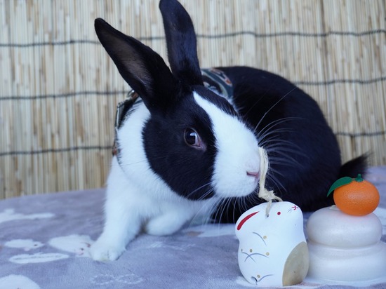 220101クッキーDSC00536 (2)