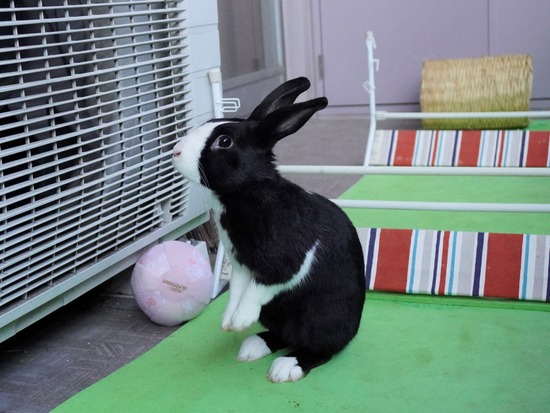 220212ビスケDSC05523 (2)