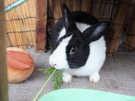 20230611げんDSC01172