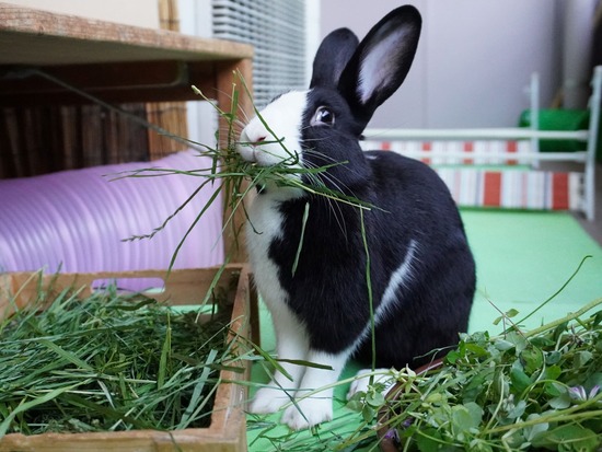 220505ビスケDSC03736 (2)