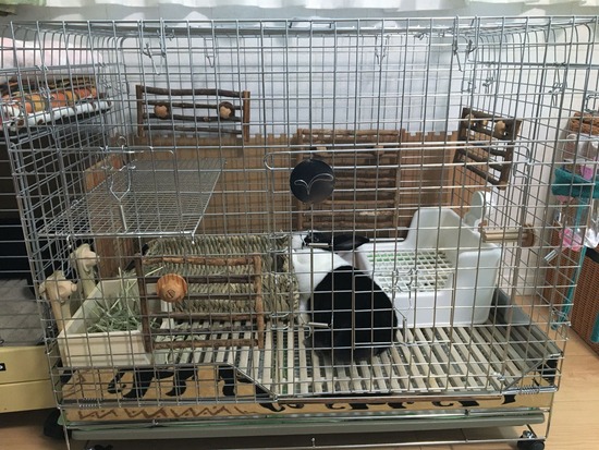 おもちIMG_2014 (2)