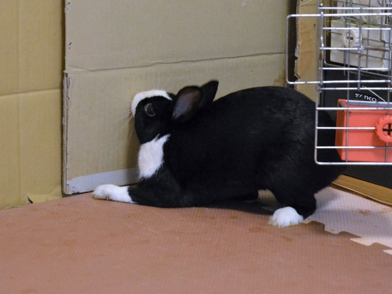 210723 オビワンDSC_2711 (2)