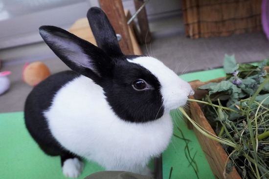 20230429るりDSC06116