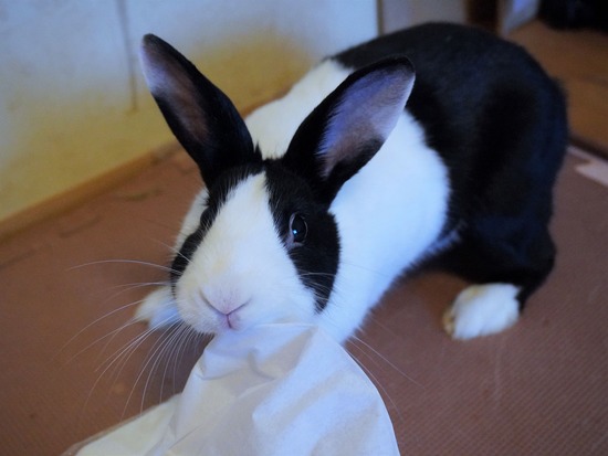 220904しらたまDSC09634 (2)