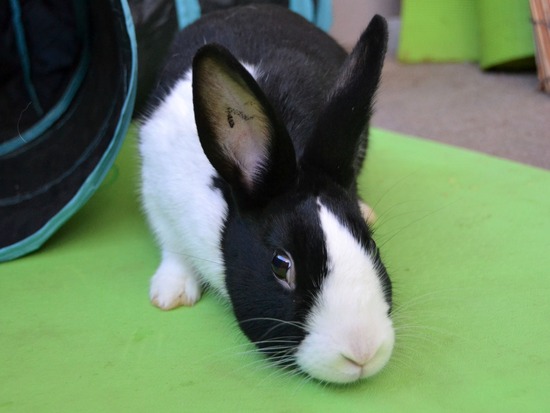 211226 ビスケDSC_1356 (2)