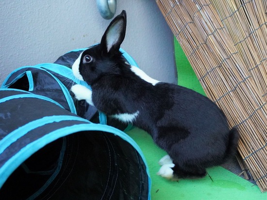 220129ビスケDSC04432 (2)