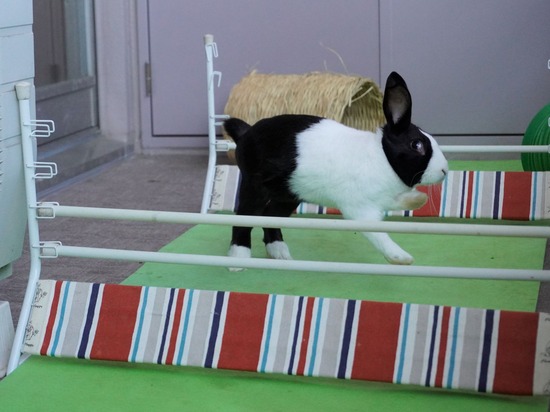 220110クッキーDSC03034 (2)