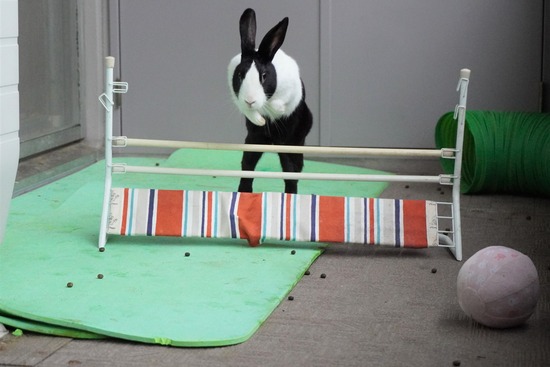 20230611くりDSC00908