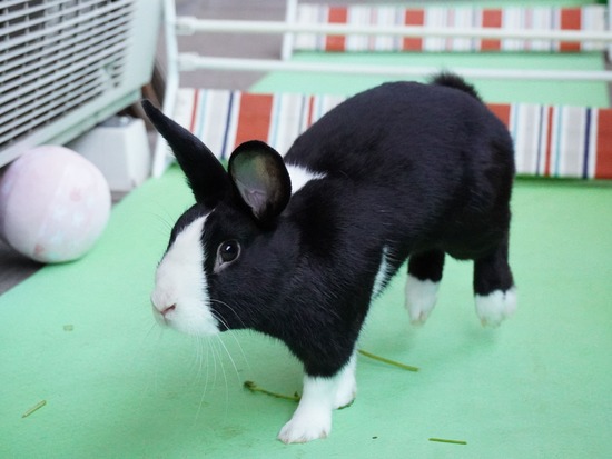 220505ビスケDSC03898 (2)