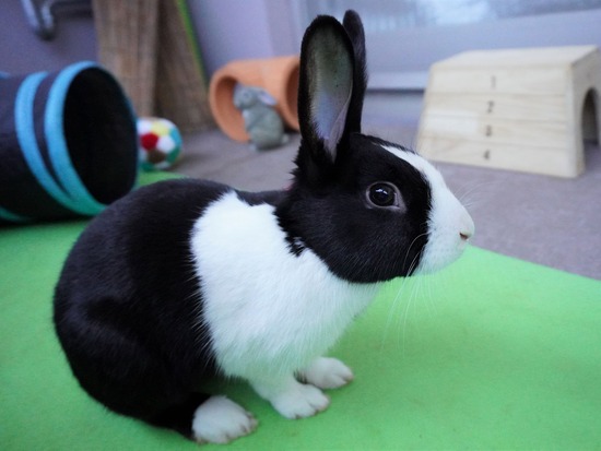 220212ビスケDSC05842 (2)