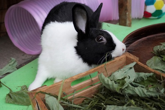 20230429げんDSC06914