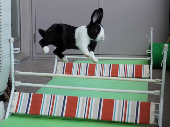 220505ビスケDSC03842 (2)