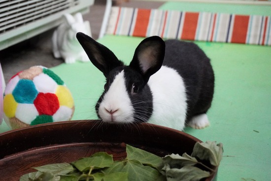 20230429げんDSC06870