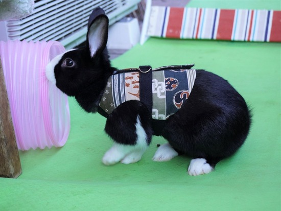 220101ビスケDSC00828 (2)