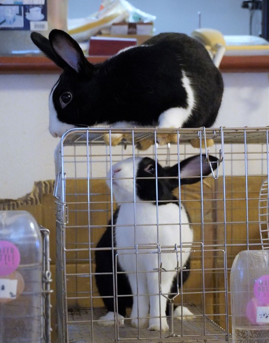 220709ビスケDSC07349 (2)