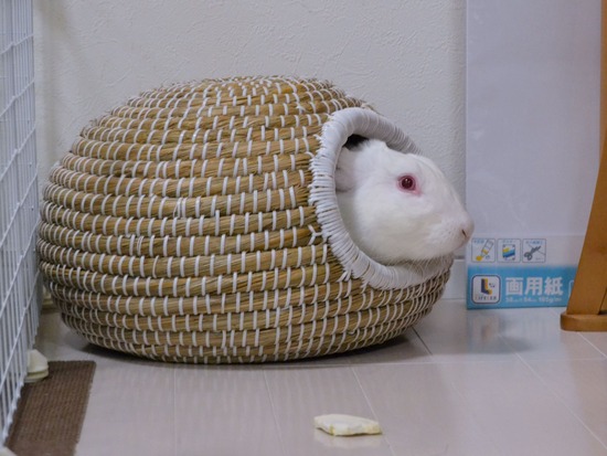 210828 ミルクDSC_2108 (2)