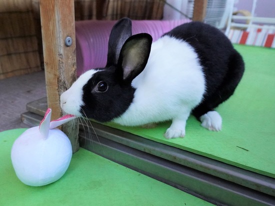 220129komaDSC03974 (2)