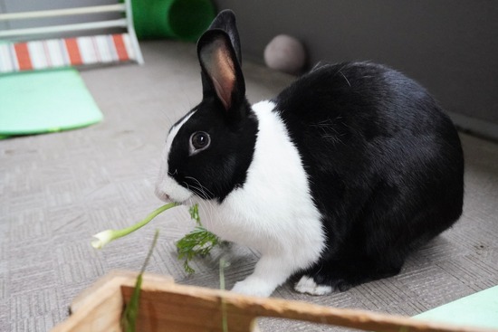 20230611みるDSC00664