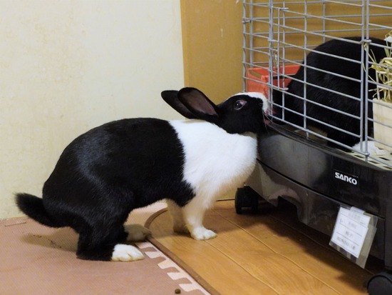 220827きなこDSC09010 (2)