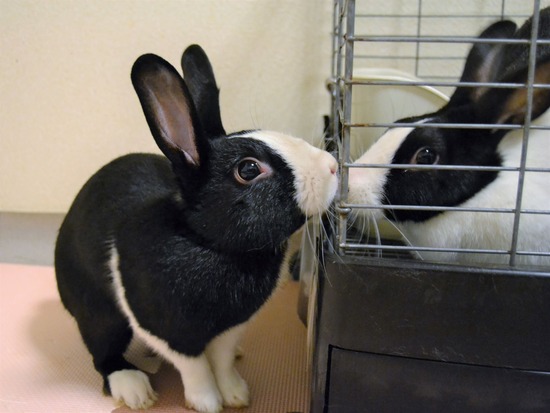 210723 ビーツDSC_0332 (2)