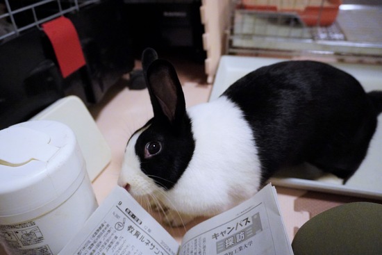 220827きなこDSC09029 (2)