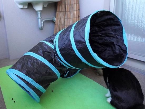 220110ビスケDSC03065 (2)