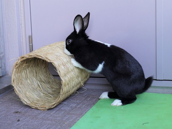 220103ビスケDSC01695 (2)