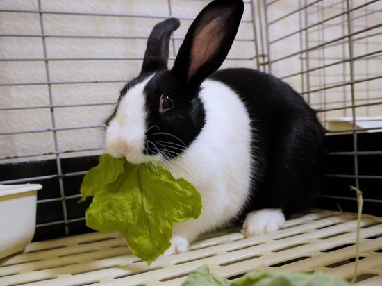 220827あんこDSC08661 (2)