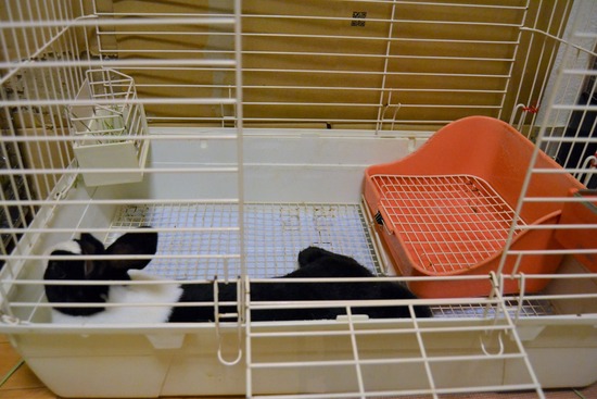 210810 いとDSC_2119 (2)