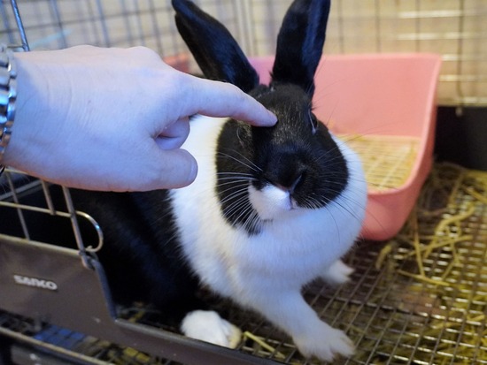 220904くろみつDSC00263 (2)