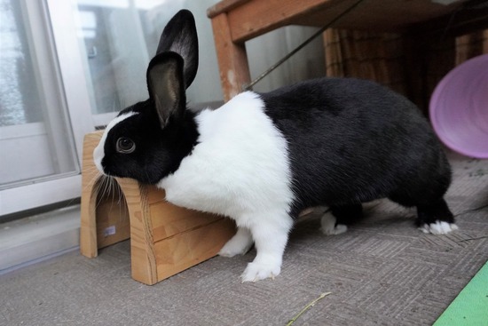 20230429みるDSC06856