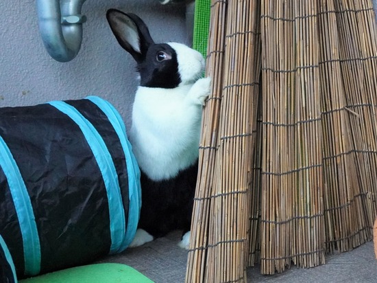 220129クッキーDSC04074 (2)